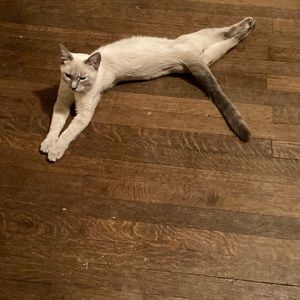 Meet your Posher, Rikki